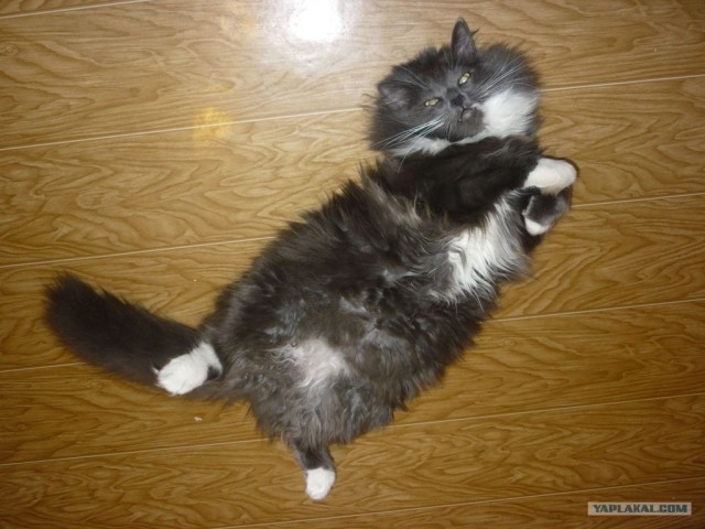 Котовторник