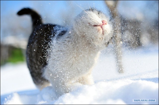 Сегодня котовторник, а котиков все нет