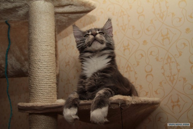 Котовторник. А как же?!