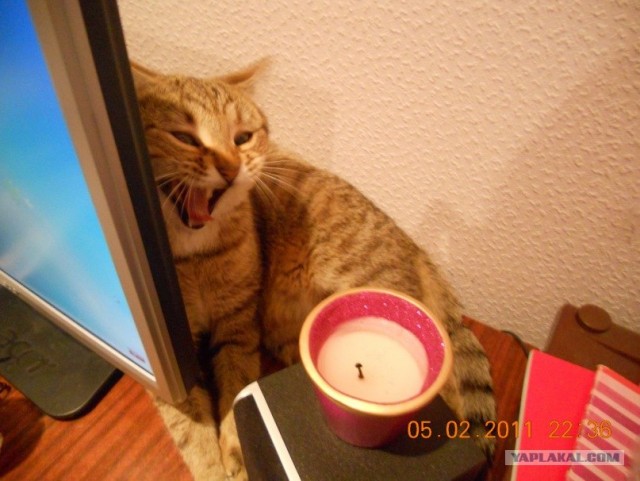 Котейкин вторник! Космический 12.04!
