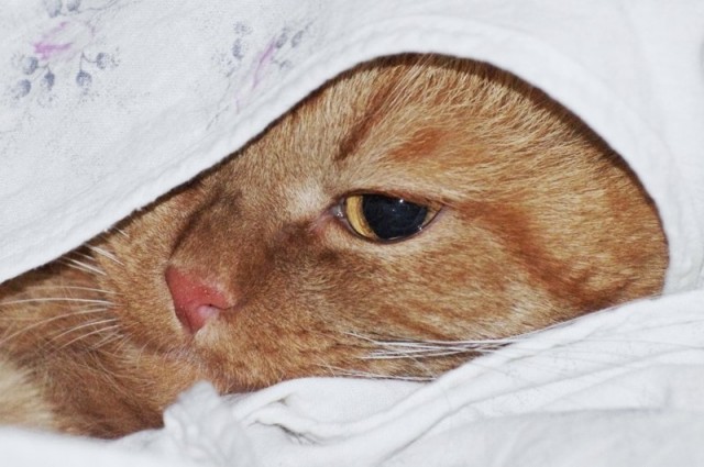 Котовторник с Максом