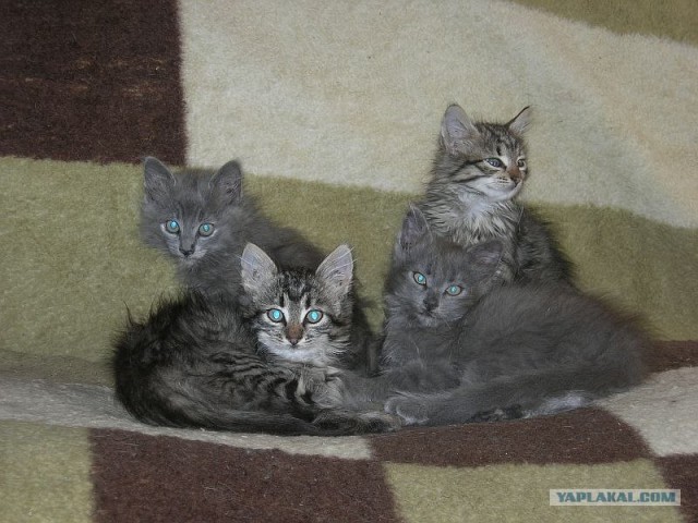 Котовторник так котовторник!