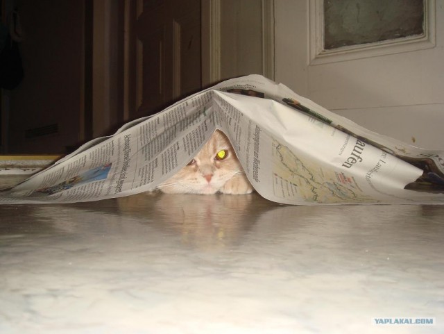 Котовторник 1.11.11