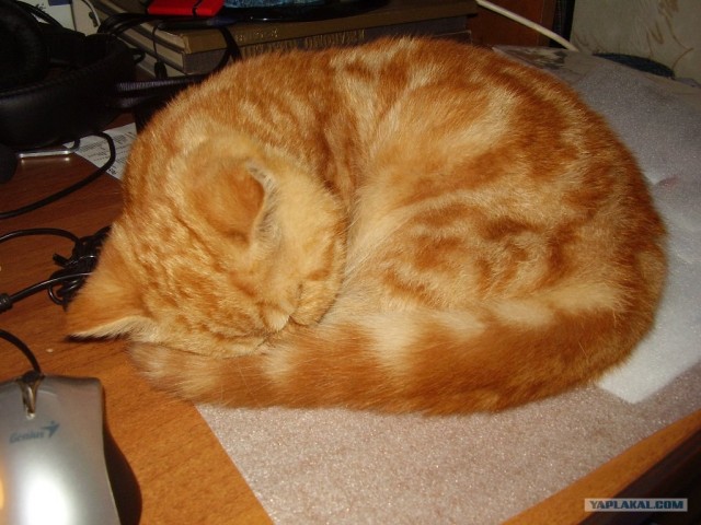 Котовторник 22.11.11