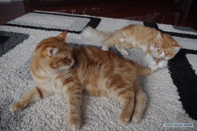 Котовторник 06.12.2011