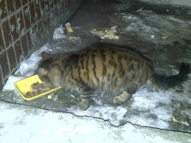 Котовторник (24. 01. 2012 )