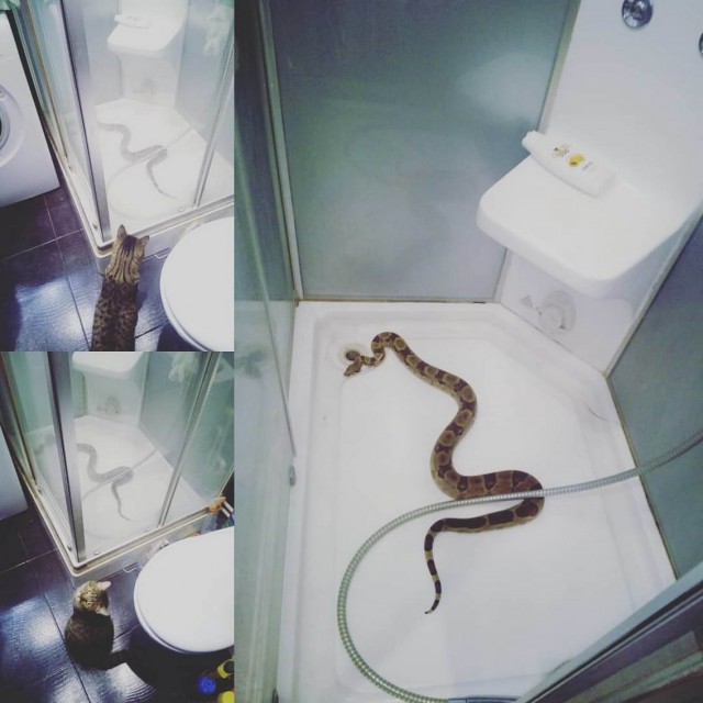 Прикольных котов пост