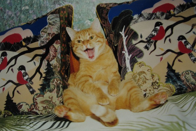 Котовторник 10.04.2012