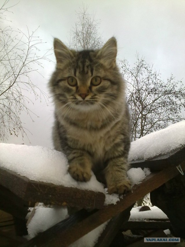 Котовторник  4.09.12