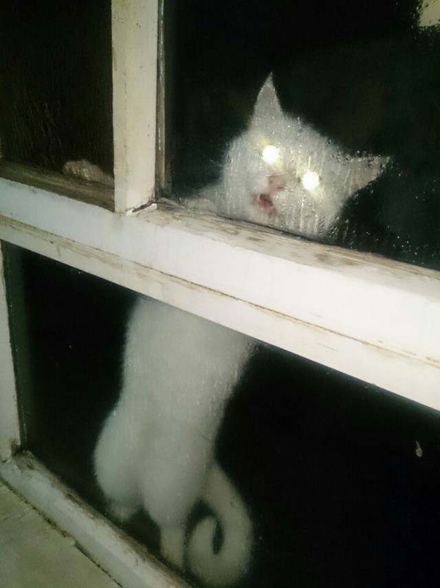 Забавные фото котеек