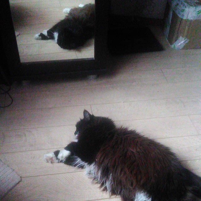 Котовторник! начнем? 04.06.19