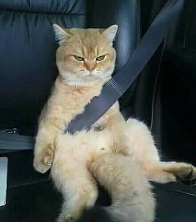 Забавные фото котеек