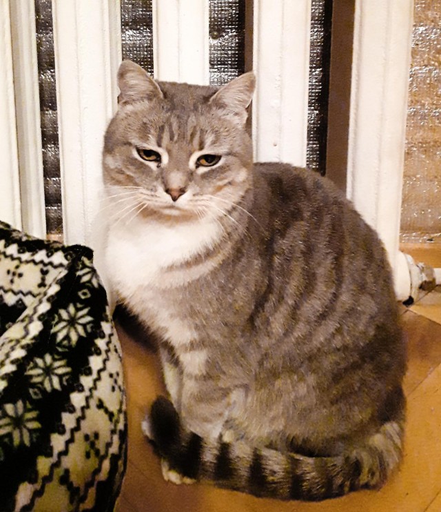 Забавные фото котеек