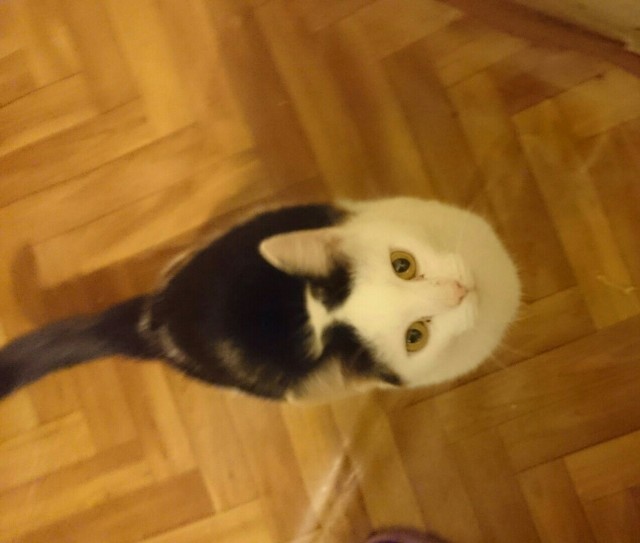 Забавные картинки с котами из сети