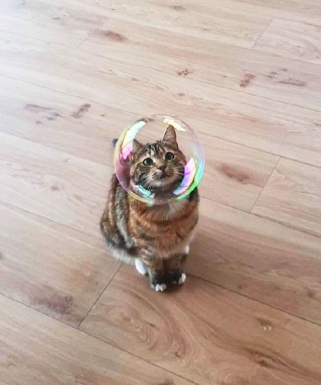 Забавные животные