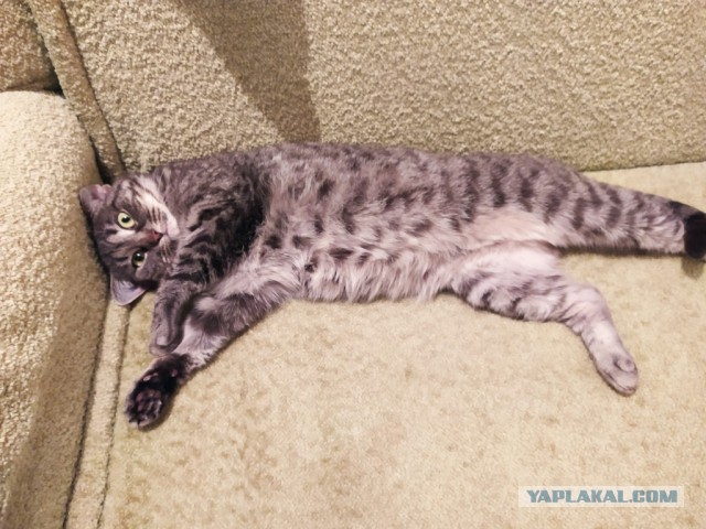 Котовторник