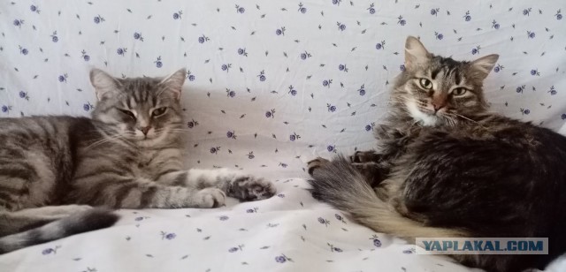 "Удоли!" Дурацкие фото котеек, которые они просили не показывать