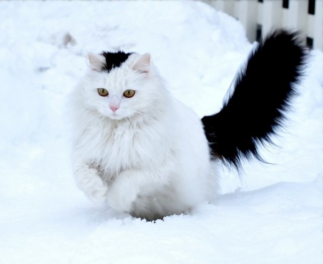 Кошки , кошечки, котяры 14.03.21