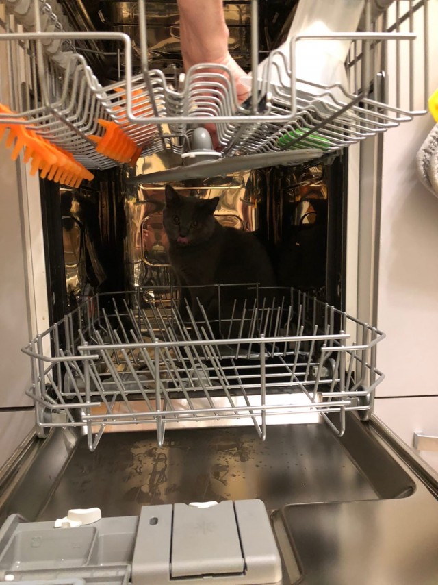 Подборка всякой живности