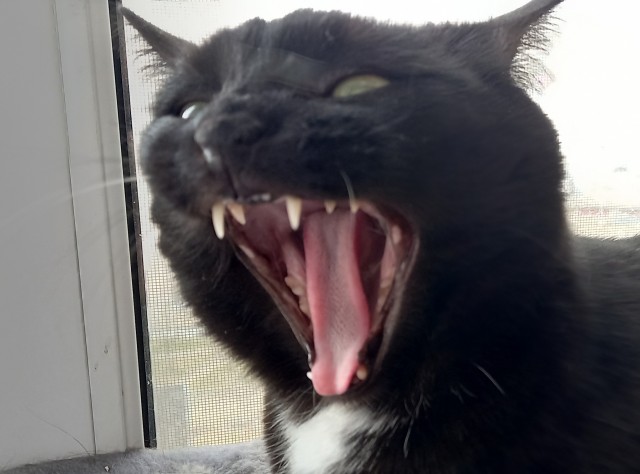 Даешь котовторник!