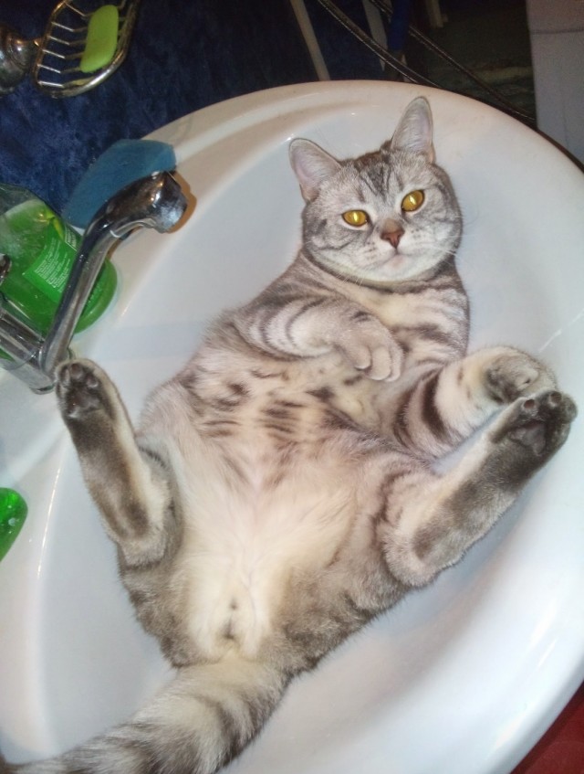 Хоба! Котовторник!