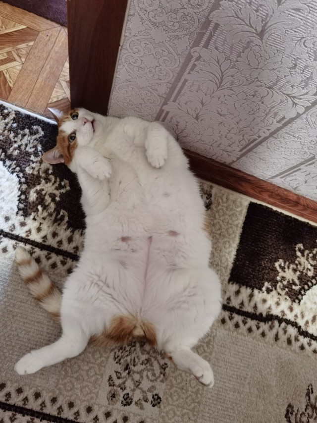 Кошка Варя