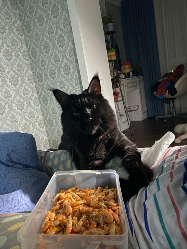 Котовторник