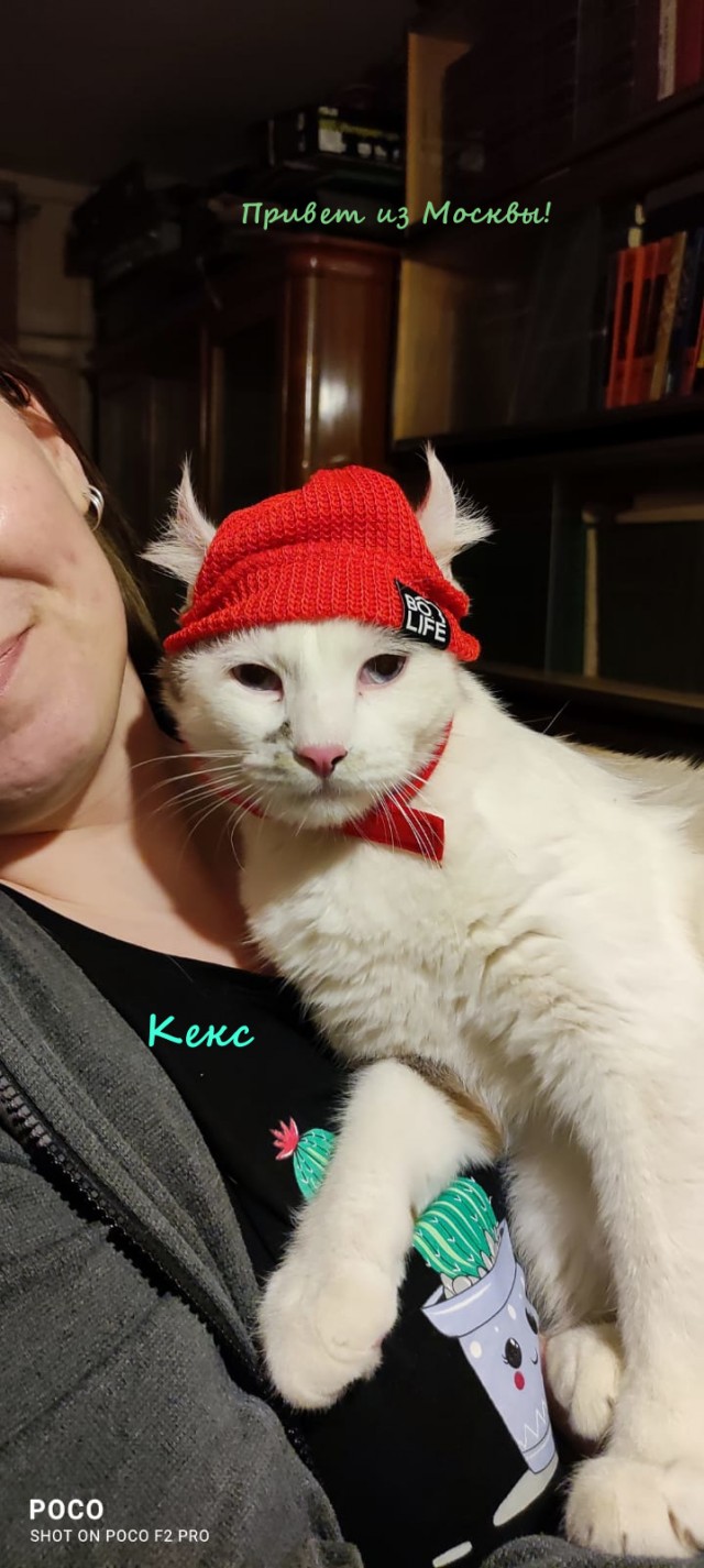 Жизнь домашнего приюта "Котоленд" 314