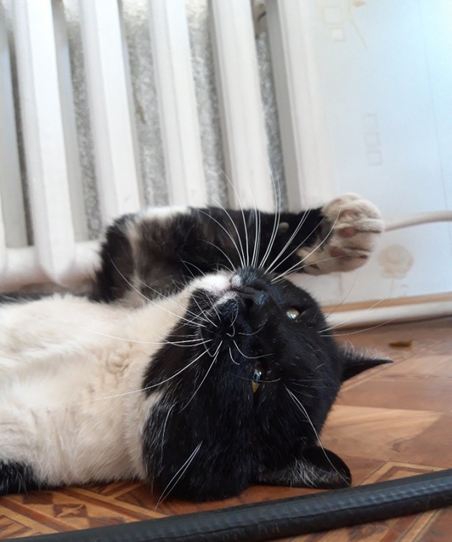 Котовторнику посвящается