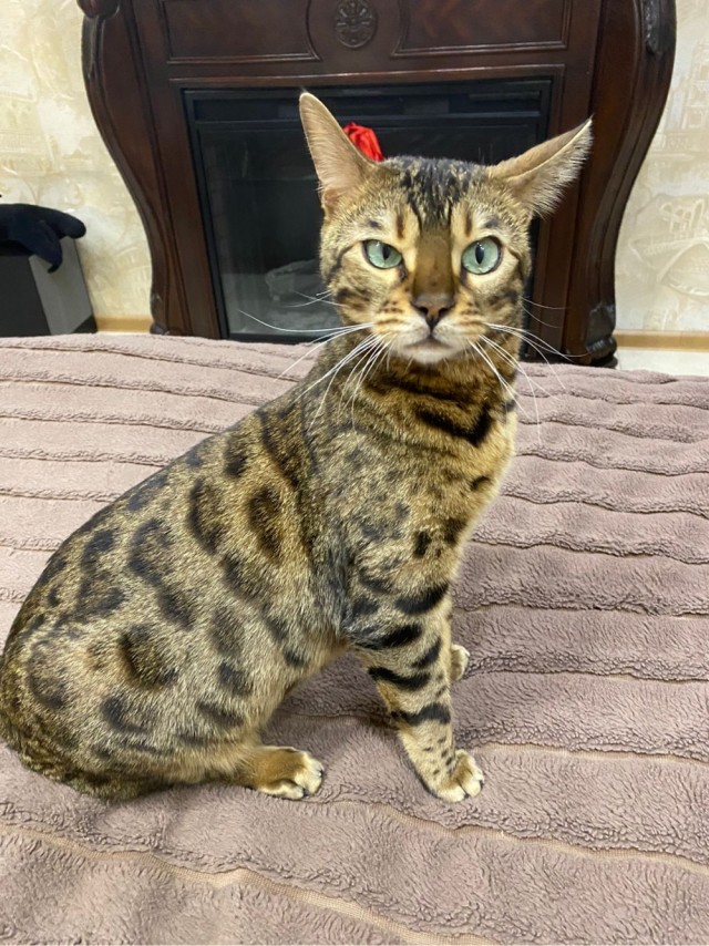 Забавные и милые котейки