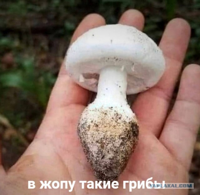 Картинки аморальные и всякие разные - 25