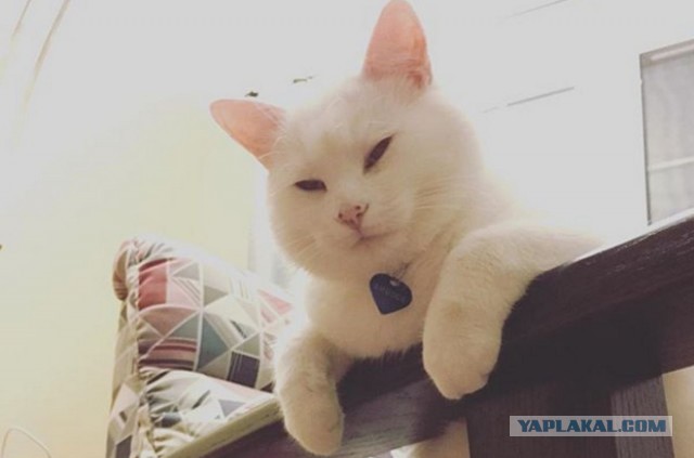 Пока не закончился котовторник...