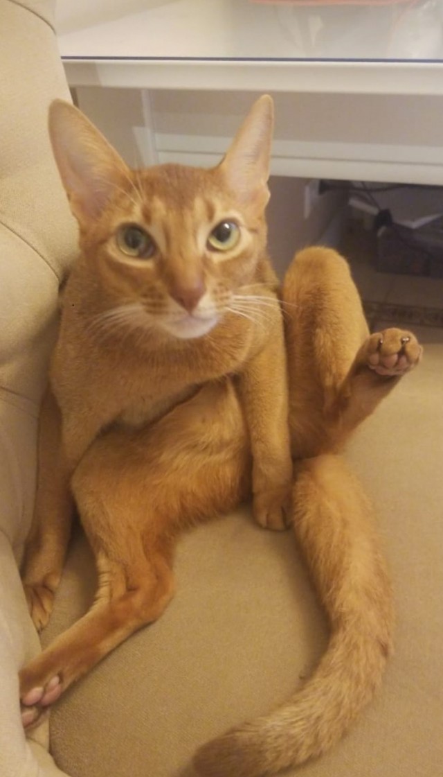 А это мой котан к котовторнику