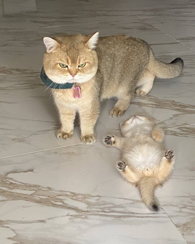 Тсс, наследника не разбудите!