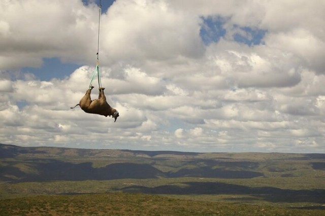 Зачем африканцы подвешивают носорогов вниз головой и катают на вертолете по всему материку