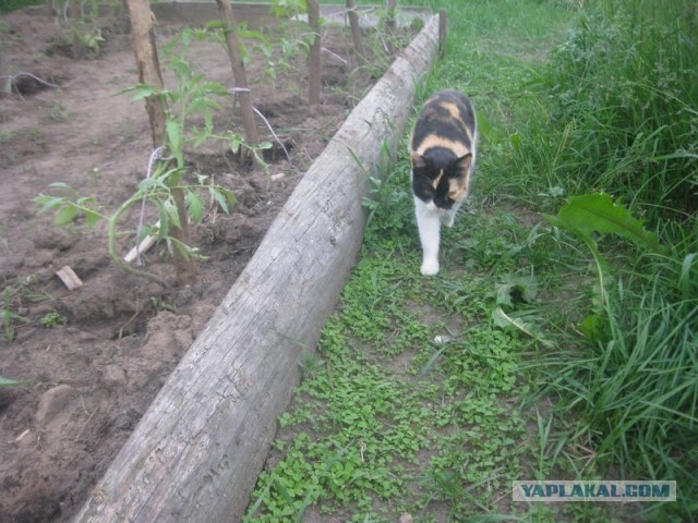 Жизнь домашнего приюта для котеек 398
