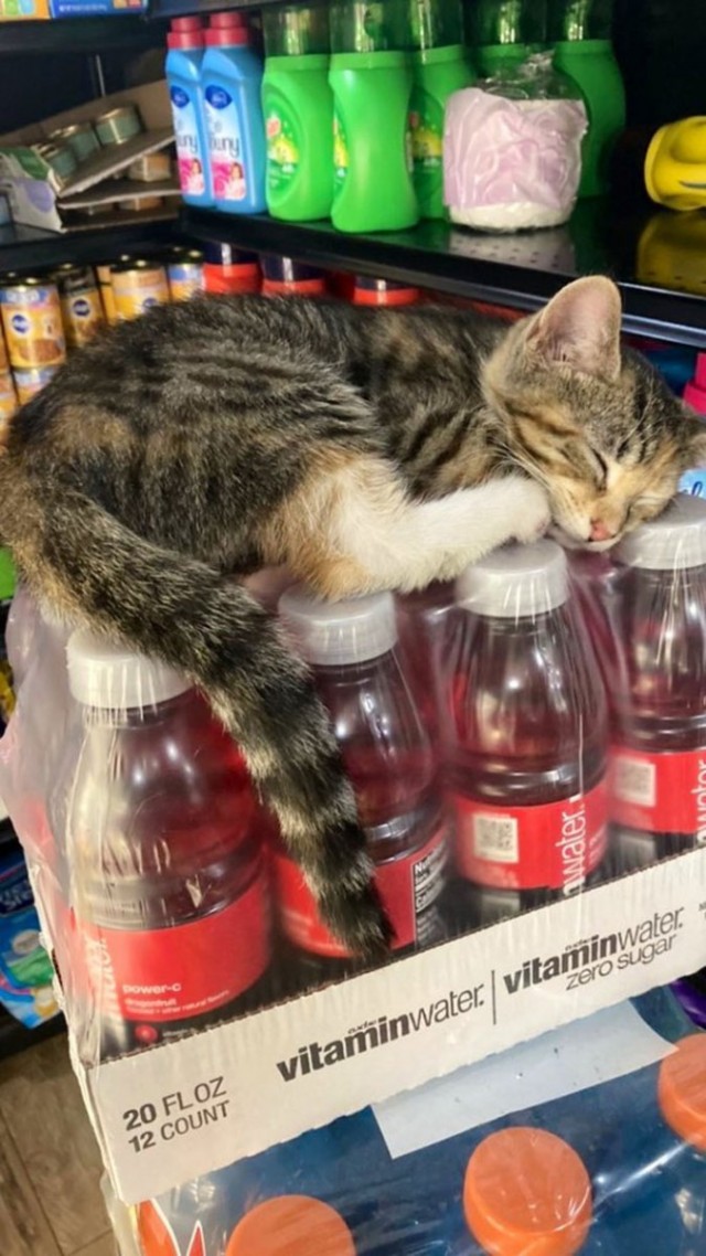 К котофторнику
