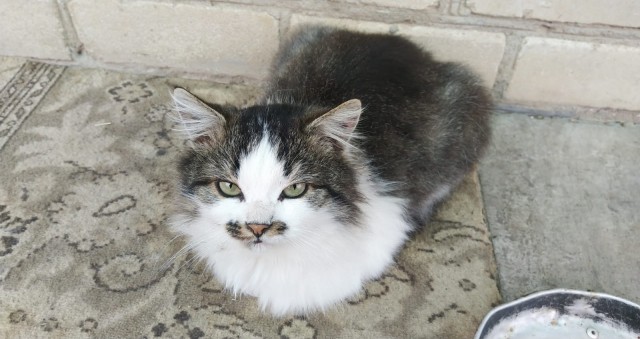 Котовторник. Котенок Кисель