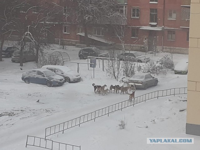 Стая собак терроризирует жителей Верхней Пышмы