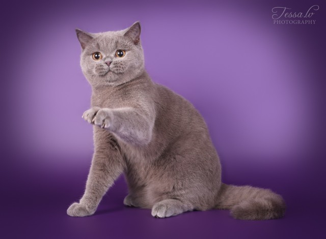 Кот пенсионер Афоня