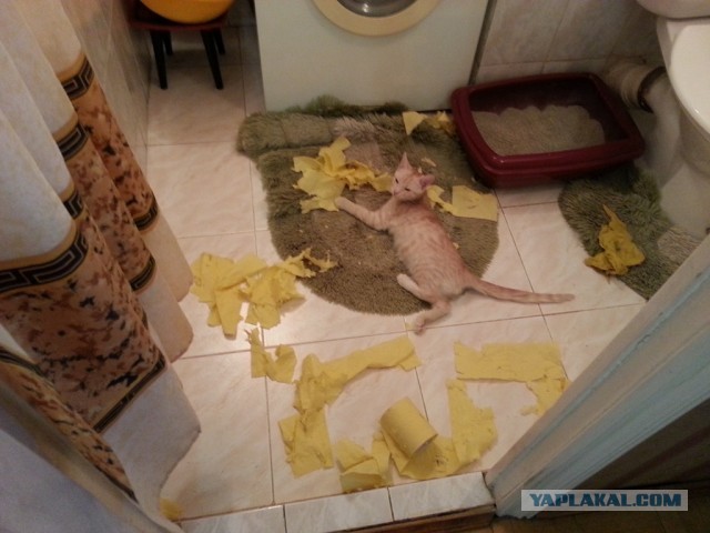 Котовторник 09.04.2013