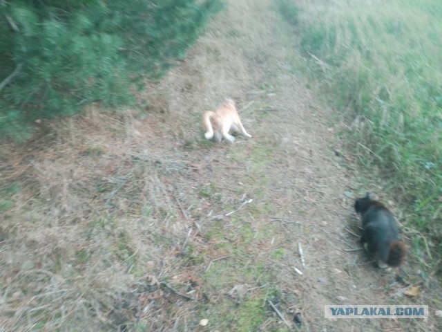 Жизнь домашнего приюта для котеек 466