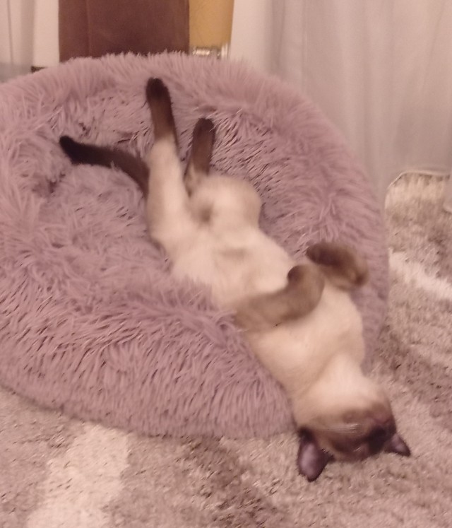 Год назад мы стали рабами (котовторник)