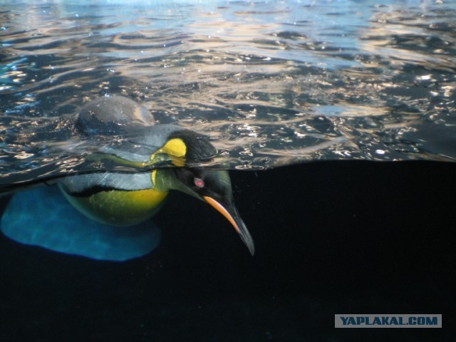 Хочу дачу на канарах!