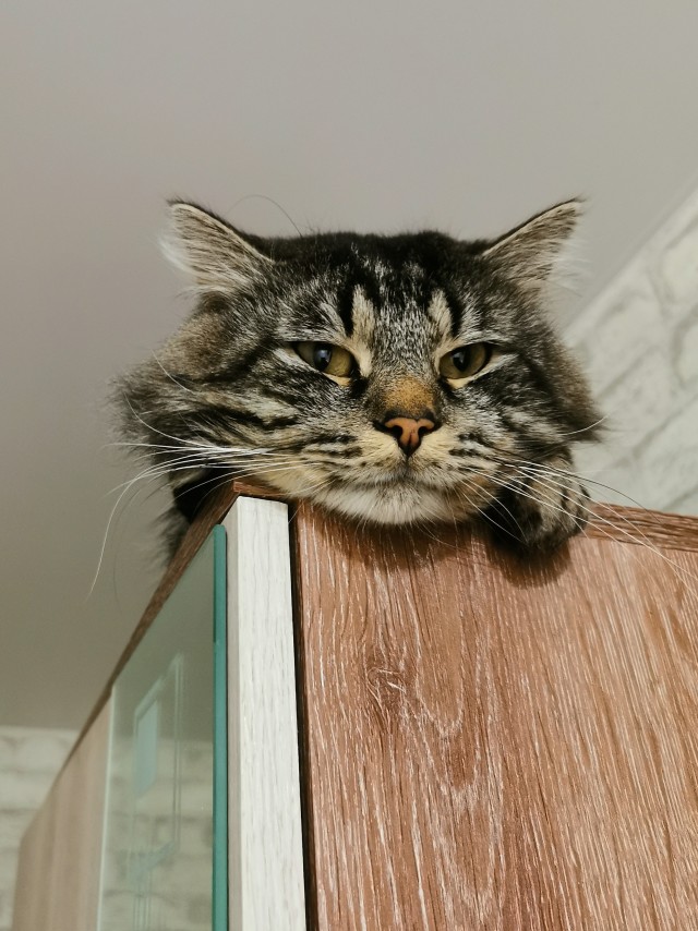 С котовторником ЯПовцы