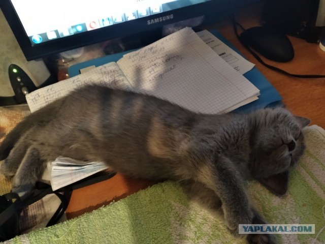 А как спит ваш питомец?