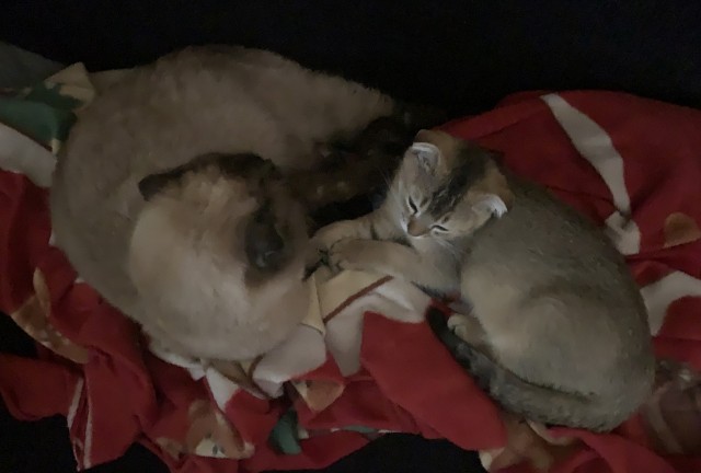 Котовторник же!