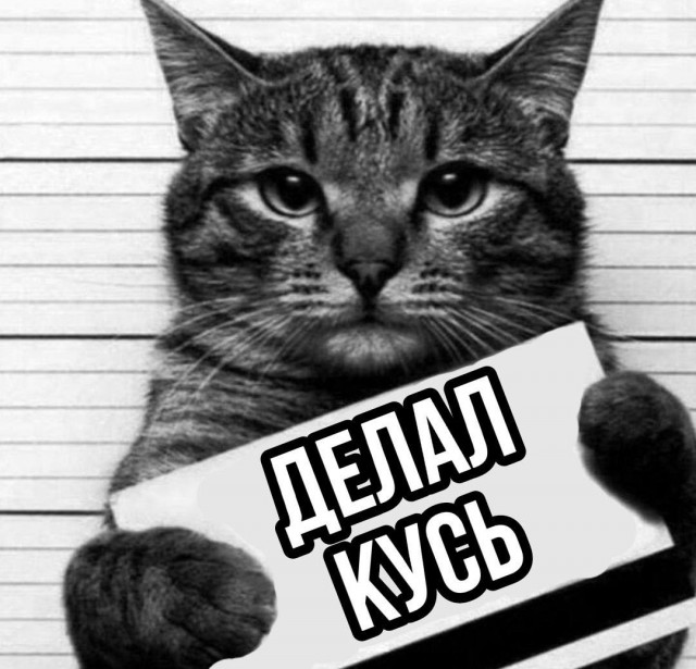 Заключённым могут разрешить заводить КОТИКОВ в тюрьмах