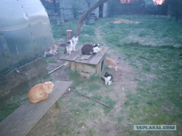Жизнь домашнего приюта для котеек 540