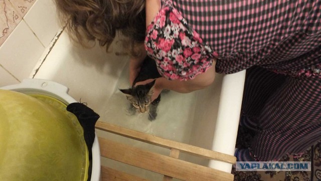 Немного о  Мейн Куне.